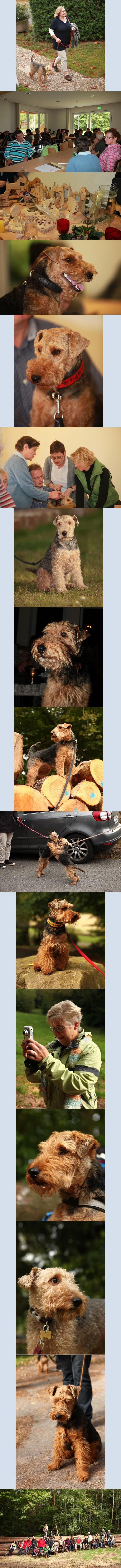 http://www.welsh-terrier-online.de/forum/bildupload/wtt_2012.jpg