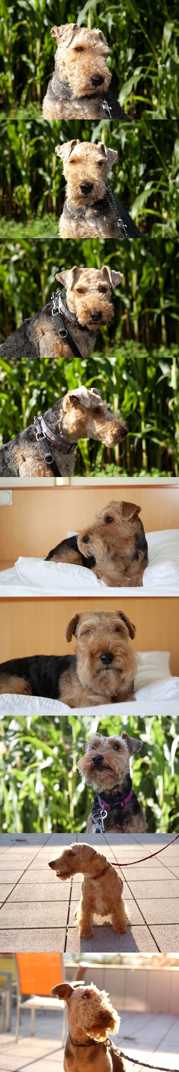 http://www.welsh-terrier-online.de/forum/bildupload/wtt_portrait.jpg