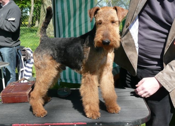 Welsh-Terrier von der Pasion vorm Ausstellen