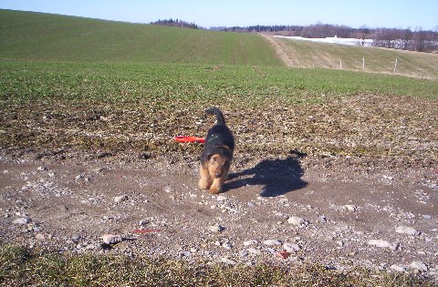 Bruno (Colorado) vom Albertsphl1