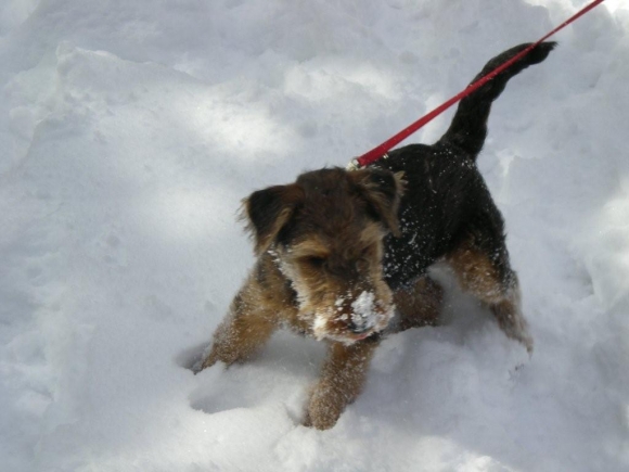 Lilly (Coleen) im Schnee (1)