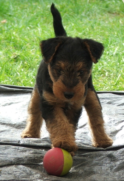 Welpe mit Ball beim Spielen