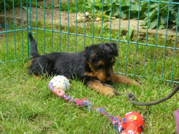 Nachwuchs, Welsh-Terrier-Zwinger von der Krebsfrde3