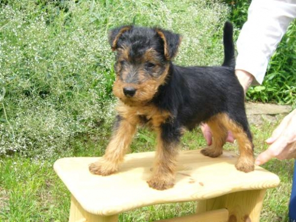 Nachwuchs, Welsh-Terrier-Zwinger von der Krebsfrde4