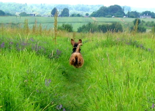 Flying Dog