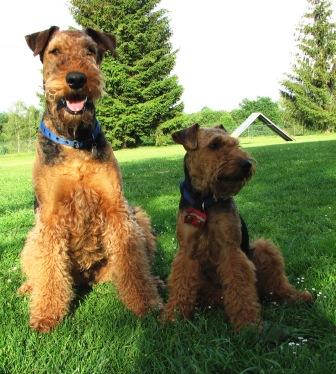 Der Airedale und sein Bonsai