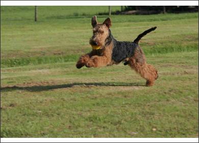 Welsh-Terrier aus Slowenien