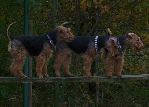 Ilka vom Walkholz, Billy & Bea vom Albertsphl