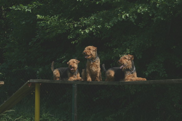 Welsh-Terrier vom Albertsphl