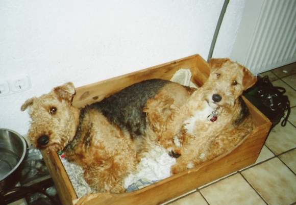 Airedale und Welsh in einer Kiste