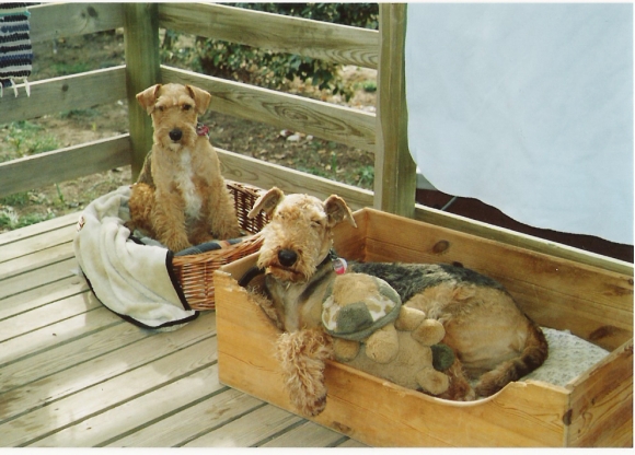 Patzy und Pico beim Mittagsschlaf in Frankreich