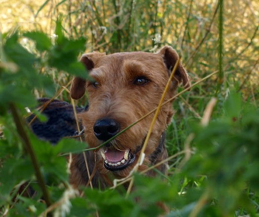 Tommy (Celtic Cracker) 3