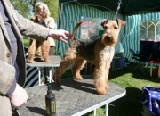 Welsh-Terrier von der Pasion vom Ausstellen2