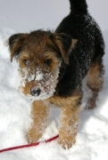 Lilly (Coleen) im Schnee (2)