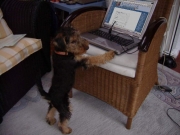 "Frieda" (Cheyenne) schreibt tatschlich eine mail :-) (bearbeitetes Bild)