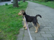 Frieda (Cheyenne) flirtet mit dem Strassenverkehr