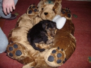Frieda´s (Cheyenne) erster Tag! (1)