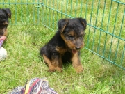 Nachwuchs, Welsh-Terrier-Zwinger von der Krebsförde1