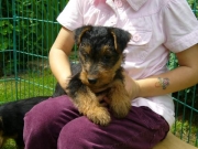Nachwuchs, Welsh-Terrier-Zwinger von der Krebsförde2