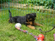 Nachwuchs, Welsh-Terrier-Zwinger von der Krebsförde3