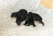 Uschi´s neuer Hund