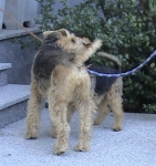 Floh und Vanessa beim Spielen