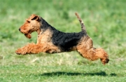 Welsh-Terrier aus Slowenien in Action