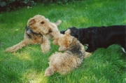 Pico & Patzy beim Toben mit Hundefreundin Luzie2