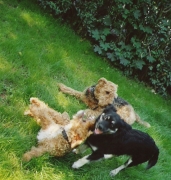 Pico & Patzy beim Toben mit Hundefreundin Luzie