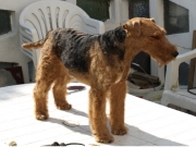 Tommy (Kunze´s Celtic Craker) 3