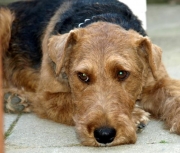 Tommy (Kunze´s Celtic Craker) 4