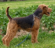 Tommy (Kunze´s Celtic Craker)