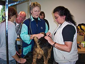 Welsh-Terrier-Treff 2010